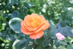 0118063e2f0994352156d8e8c0b59889a938e52ddb