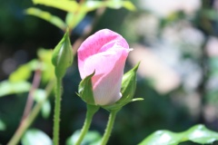 016241925478b96abb7feae691831b7ce52fc982dd