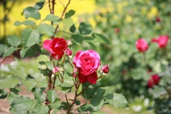 01694aa7a9f25c59d307234c8787d798247f5fb4a9