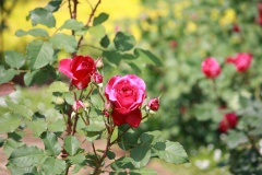 0173b059c99a78d58d95d25fc7a4f01e0e936501b9