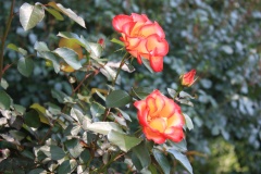 017b2ff39c439d5282341a899373491c75bd3a388c