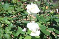 017c56c234ae83d277640b2464d71d15556acb9dd3