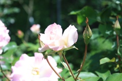 017e75b1067837229ae30db7f23ed0076229e488aa