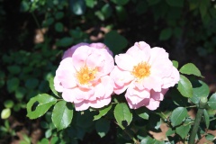 018b06f1765282eaa09cc2c5aed2f11588714fb0fd