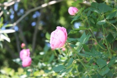 019dd407e63b265283e1dae2d64b9c34f2c9e97a17