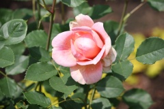 01ac923d820713851ddc7acf9ead76c3673aa6a2ff