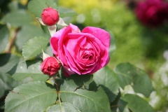 01bb919e6583fbed1a5d78a948ff8273c64cd2a0b1