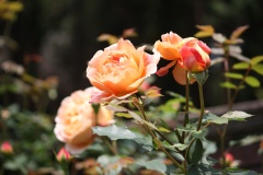 01bc65f9a6befb60880730612a0ae068087d2c05f6