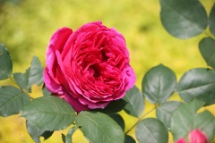 01be586f0bda44233af70b807caad3e11c57b78263