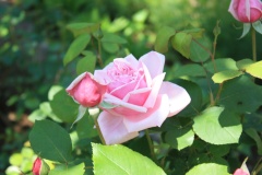 01bee724b10ba6a545b230a88444bdef9a2b5fec8e