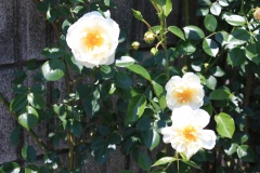 01e428ec553ed1f5de0c9d116049cc75ce0454e3b2