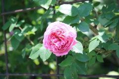 01e940da48c4478b67931d4c0f585605a88f2bc7c5