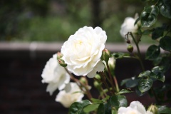 01f2dcb0bd77c19be84ccc1f049f983d9fa39eefef