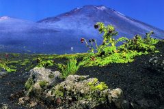 nhk大会優勝写真