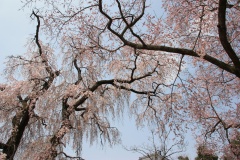 0147cbb217db4c202b5768c2589c41d984c1b7d259