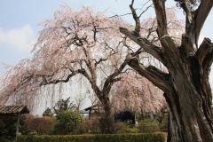 016dd7a11a5ac14da9ce265f77a2af12d60c31bc5e