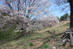 01e138f2a1b9547d66a47d16b3c75fb241e1131049